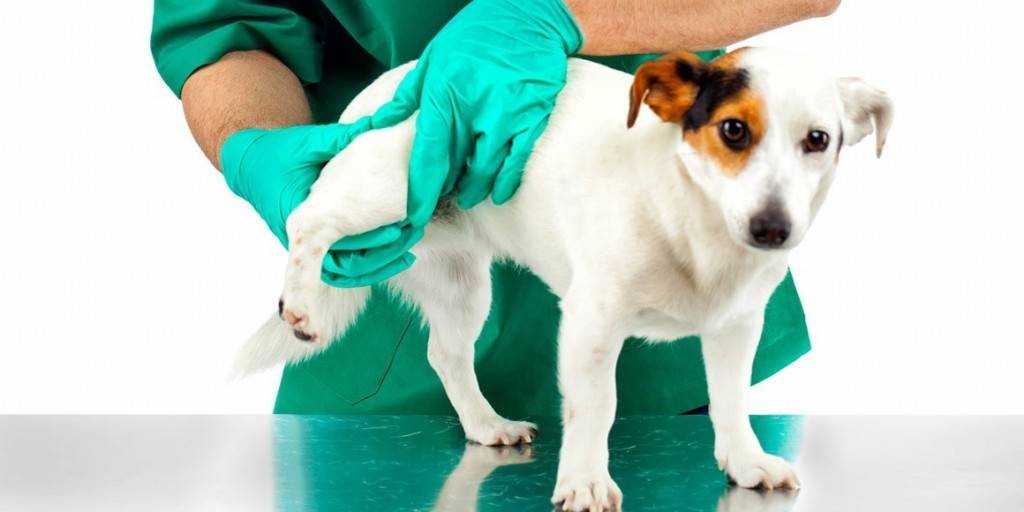 Микрофлора кишечника собак: физиологическое значение, возрастная динамика, дисбактериозы, коррекция — биотехнологическая фирма компонент