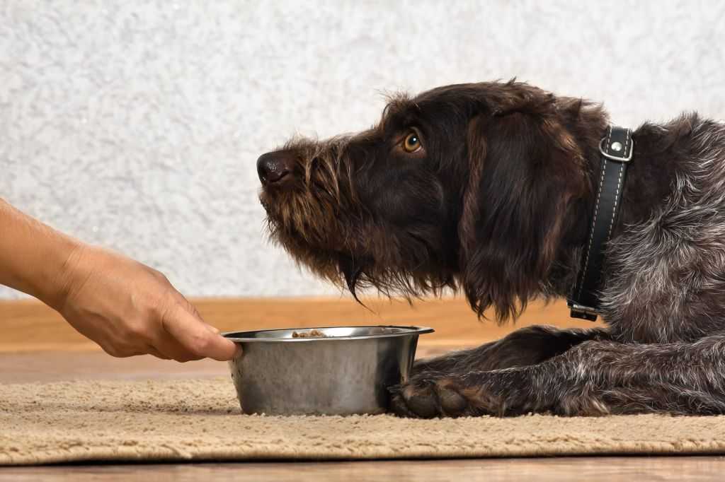 Почему щенок не хочет есть корм для собак: возможные причины