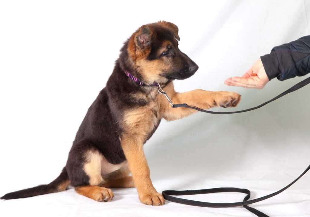ᐉ как научить собаку команде "дай лапу" - ➡ motildazoo.ru