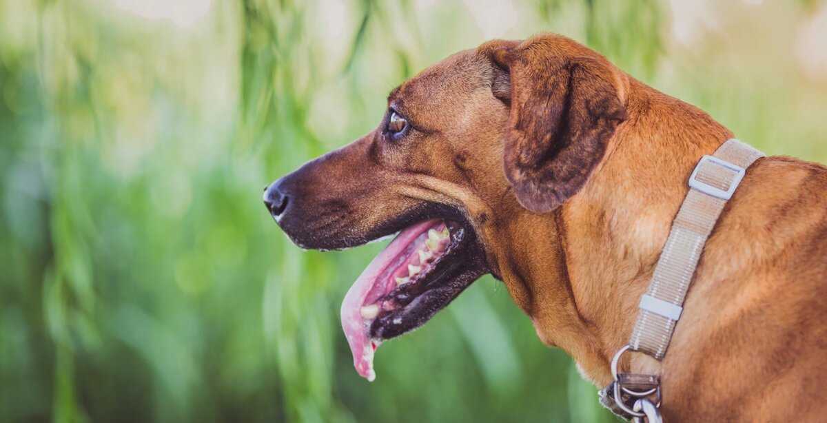 Порода собак с высунутым языком на бок