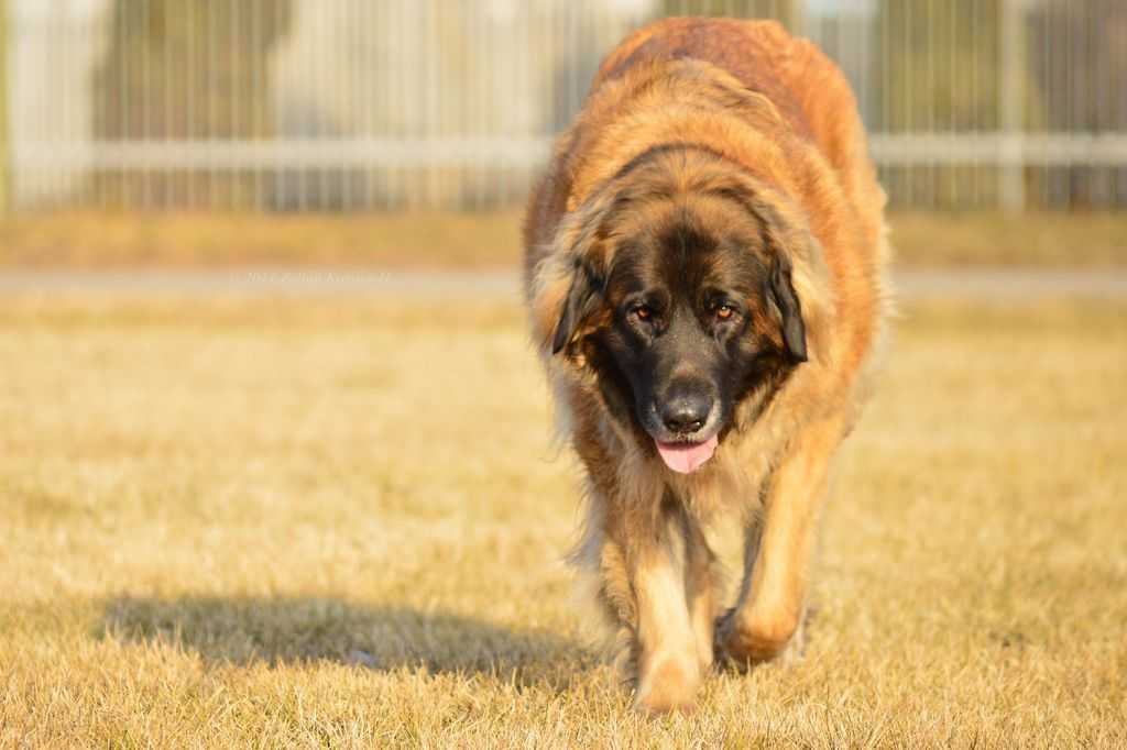 Характеристика собак породы леонбергер с отзывами и фото