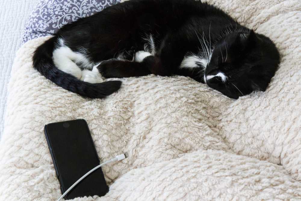 Кошка писает на кровать – причины поведения, и как исправить