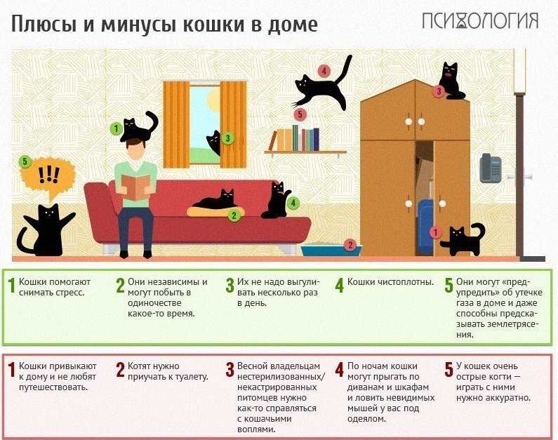 Какую породу кошек выбрать для квартиры и ребенка