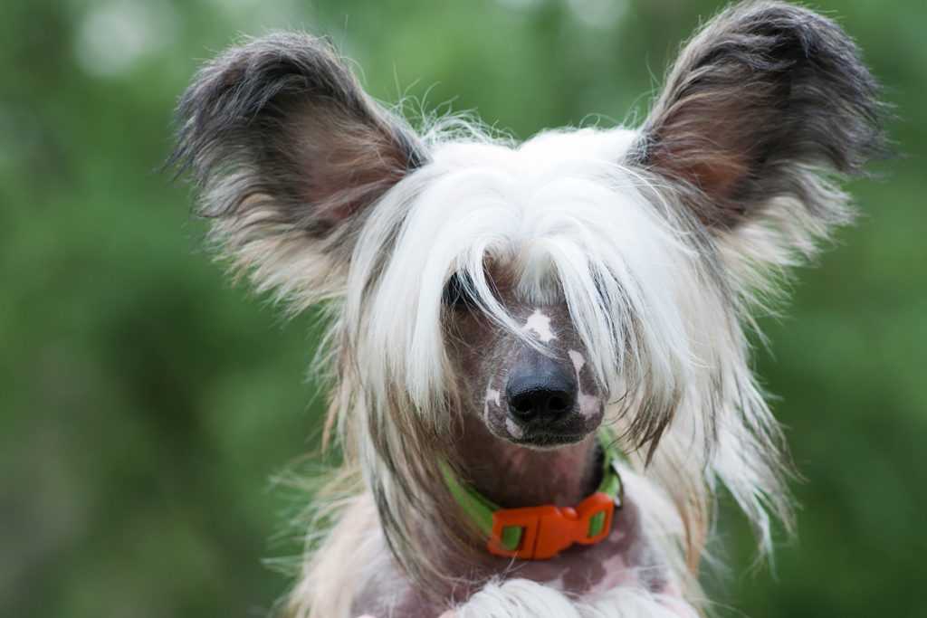Описание китайской хохлатой собаки: фото, уход, содержание и история породы китайская хохлатая