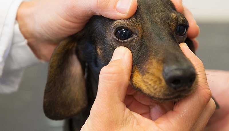 Язва роговицы у собаки • zoo-vision ветеринарная офтальмология