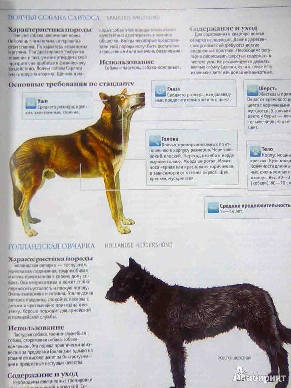 Английская овчарка собака. описание, особенности, виды, характер, уход и цена породы | живность.ру