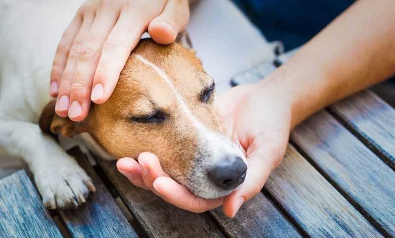 Астма у собак: признаки и симптомы, как снять приступ, лечение, бывает ли бронхиальная, сердечная - блог о животных - zoo-pet.ru
