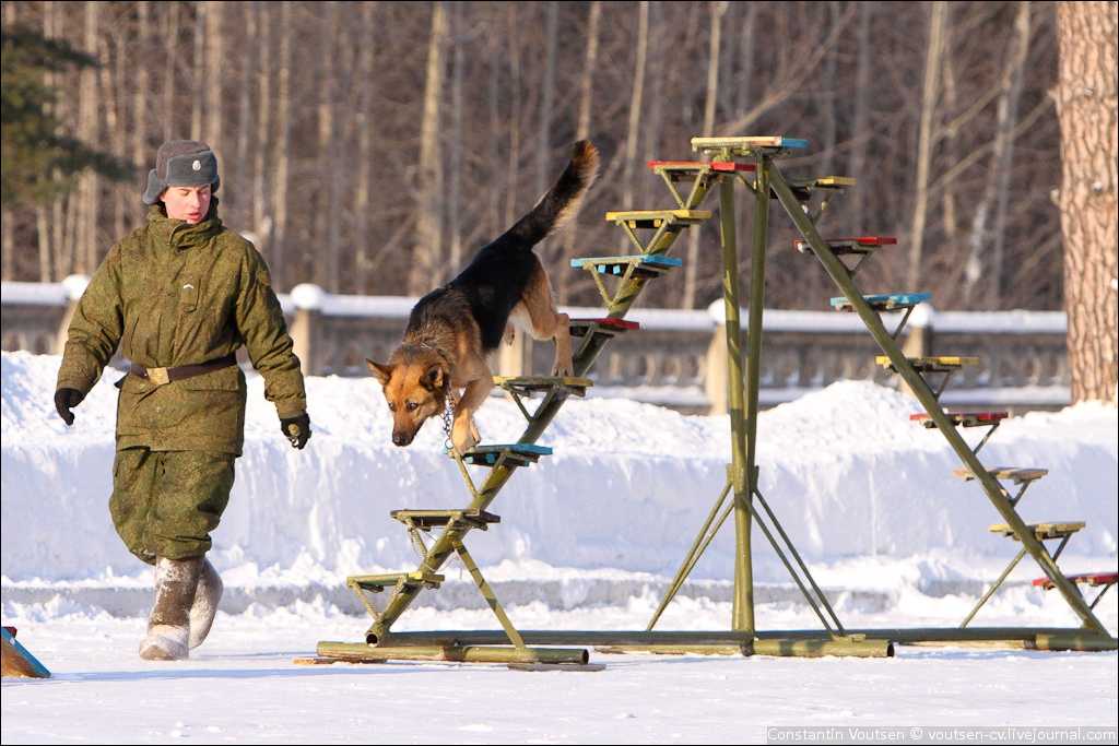 Тренажеры для собак: беговые, уличные, силовые, для аджилити, для отработки стойки, для реабилитации