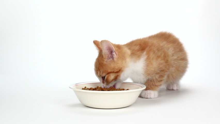 Как кормить котенка если он сам не умеет есть
