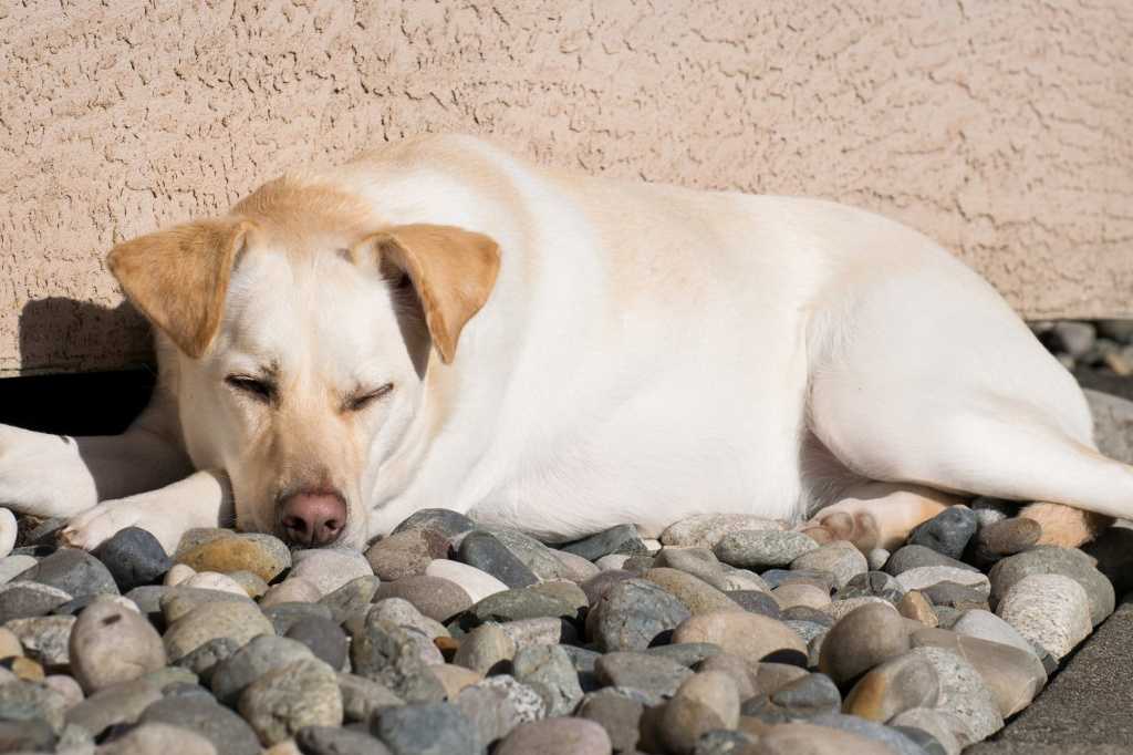 Почему собака ест свой или чужой кал: физиологические и психологические причины копрофагии у собак, 6 способов отучения, полезные советы
