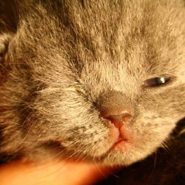 Многие заводчики кошек сталкиваются с вопросом, почему текут глаза у котёнка. Их беспокоит то, что у питомца в возрасте от 2 недель до 1 месяца из глаз.