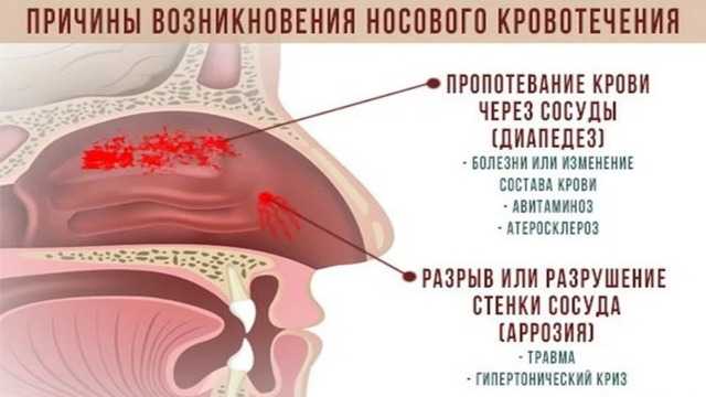 Кровотечение в брюшной полости у собак