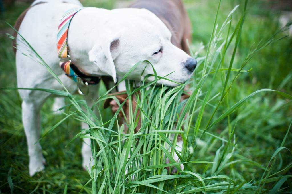 Зачем собаки едят траву, почему собака есть траву, а потом рыгает