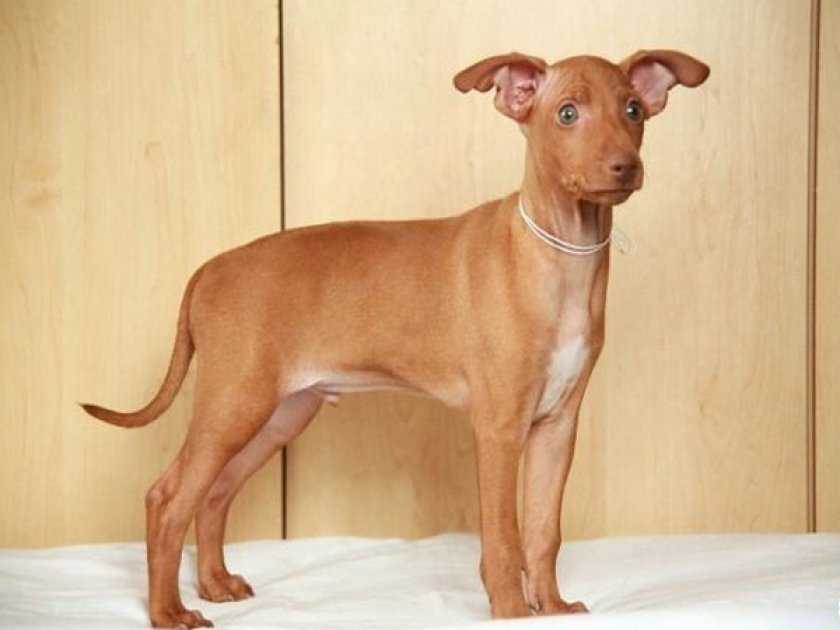 Чирнеко дель’этна — собака с острова сицилия