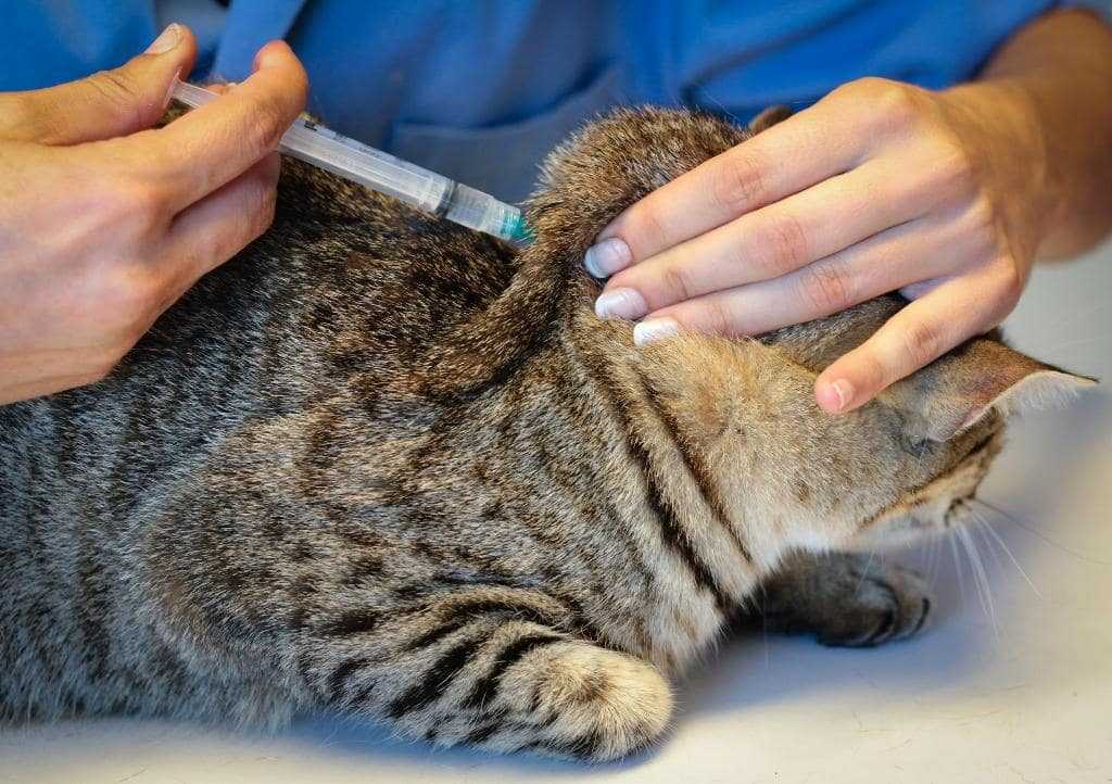 Как сделать укол кошке в домашних условиях
