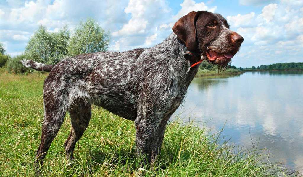 Легавая собака: русская, немецкая, английская, ирландская породы