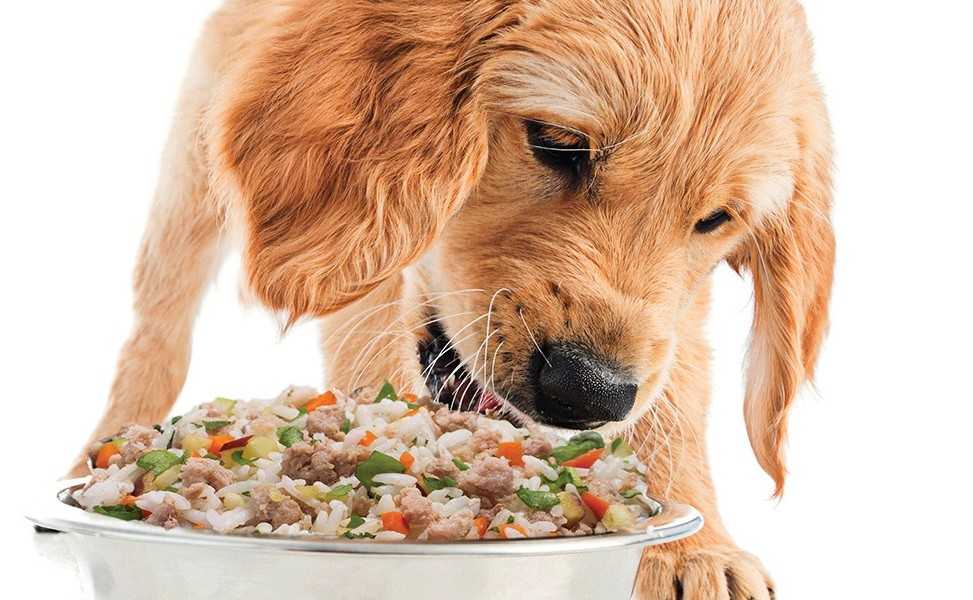 Чем кормить щенка чтобы он быстро набирал вес