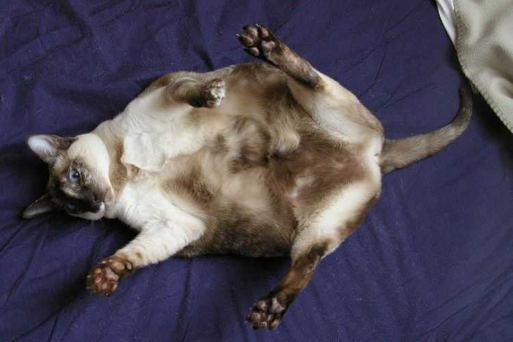 Диагностика беременности кошки - ветмастер