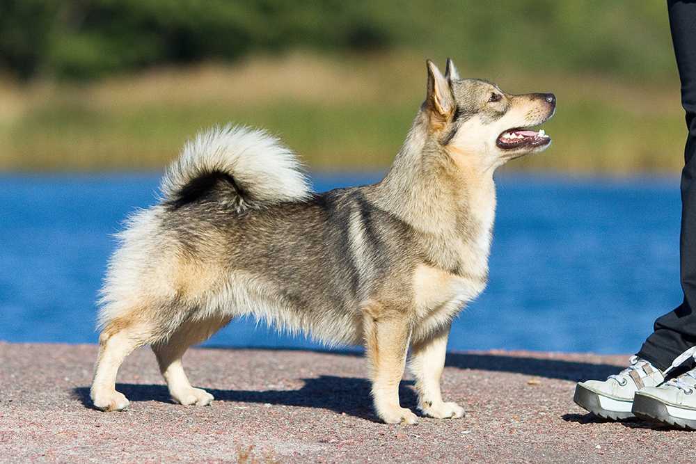 Шведский вальхунд (шведская пастушья собака): характеристики породы, фото, характер, правила ухода и содержания