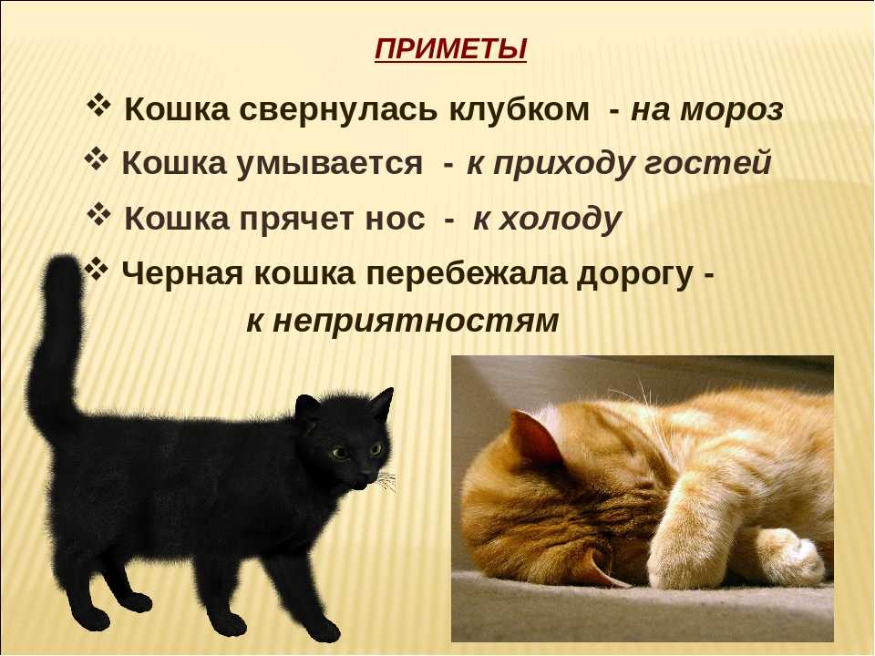 Рыжий кот: приметы и суеверия