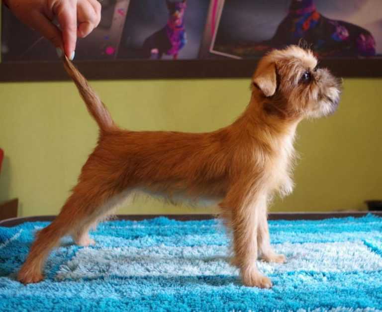 Собака брюссельский гриффон: уход и содержание, характерестики породы
