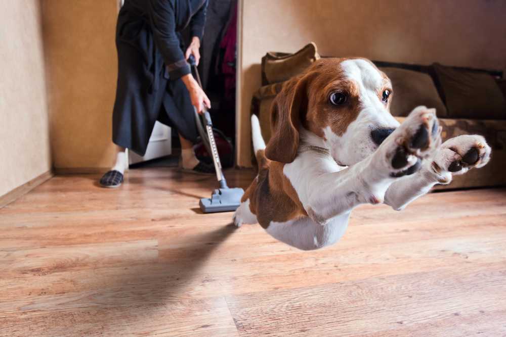 Как отучить собаку грызть вещи, когда она остается дома одна