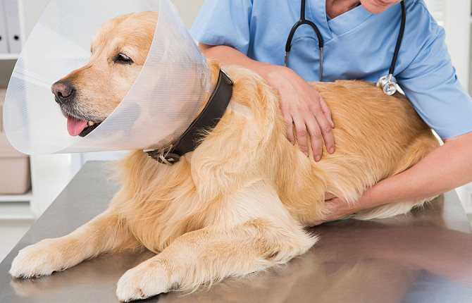Шок у собак - симптомы, лечение шока у собак в москве. ветеринарная клиника "зоостатус"
