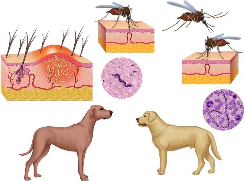 Глисты у собак: проблема заражения и способы защиты от гельминтов