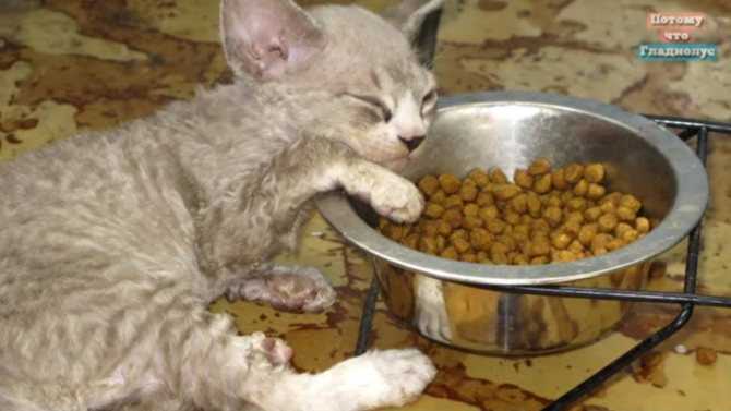 Чем кормить кастрированного кота дома?
