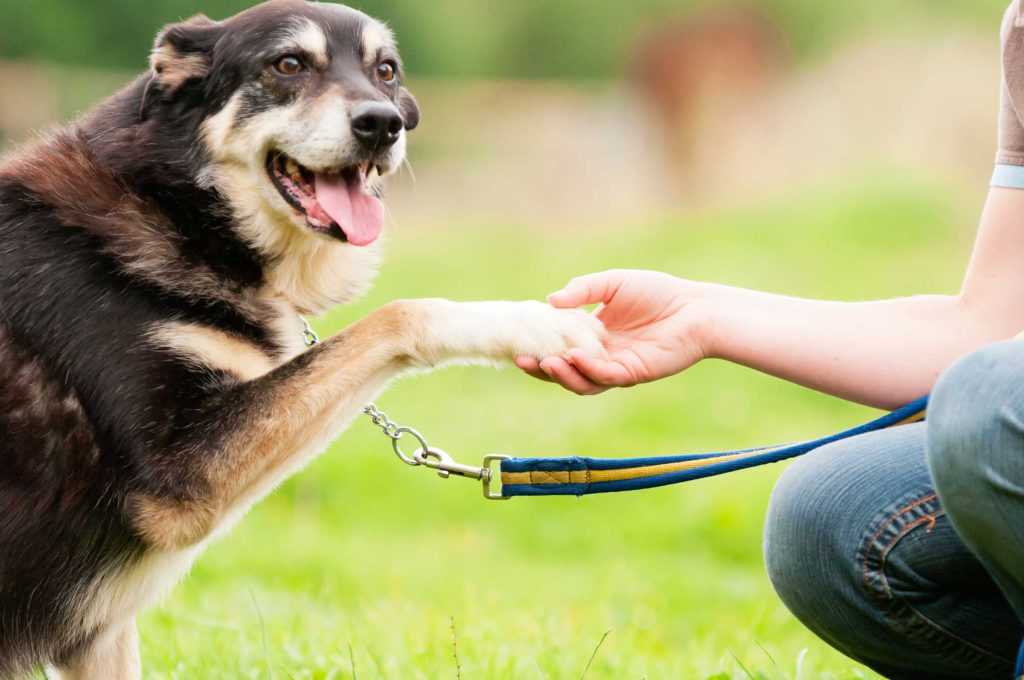 Как научить щенка или взрослую собаку команде «фу»