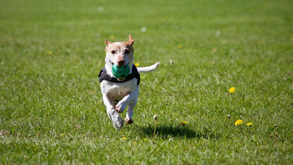 Собака бегает за хвостом: развлечение питомца или повод насторожиться