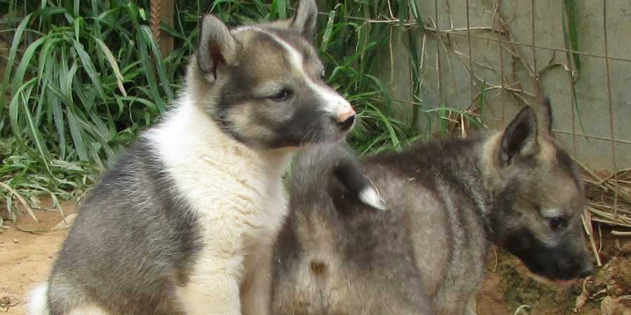Западно-сибирская лайка собака. описание, особенности, уход и цена породы