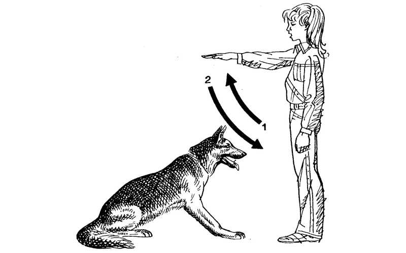 Трюковая дрессировка собак: техника обучения командам, дай лапу, поклон, кувырок, ползти