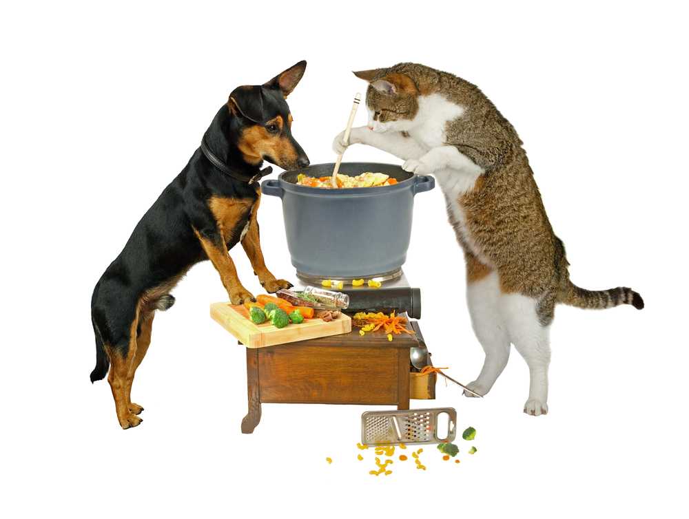 Можно ли кошкам давать собачий корм: различия кормов, последствия питания, польза и вред