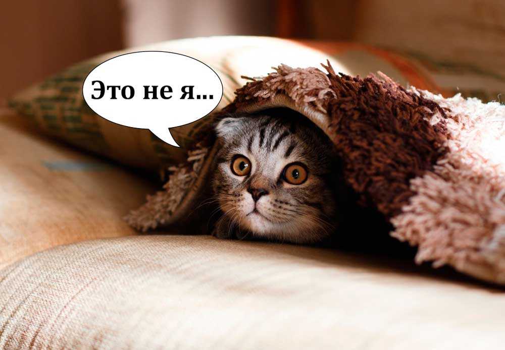 Как спасти диван от кошачьей метки + советы вообще от котячего запаха :)). обсуждение на liveinternet