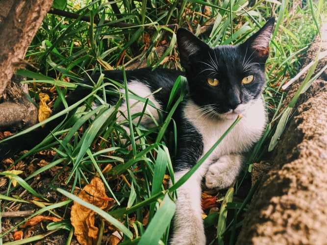 Трава для кошек: какие виды растительности они едят, как вырастить лакомство в домашних условиях, отзывы