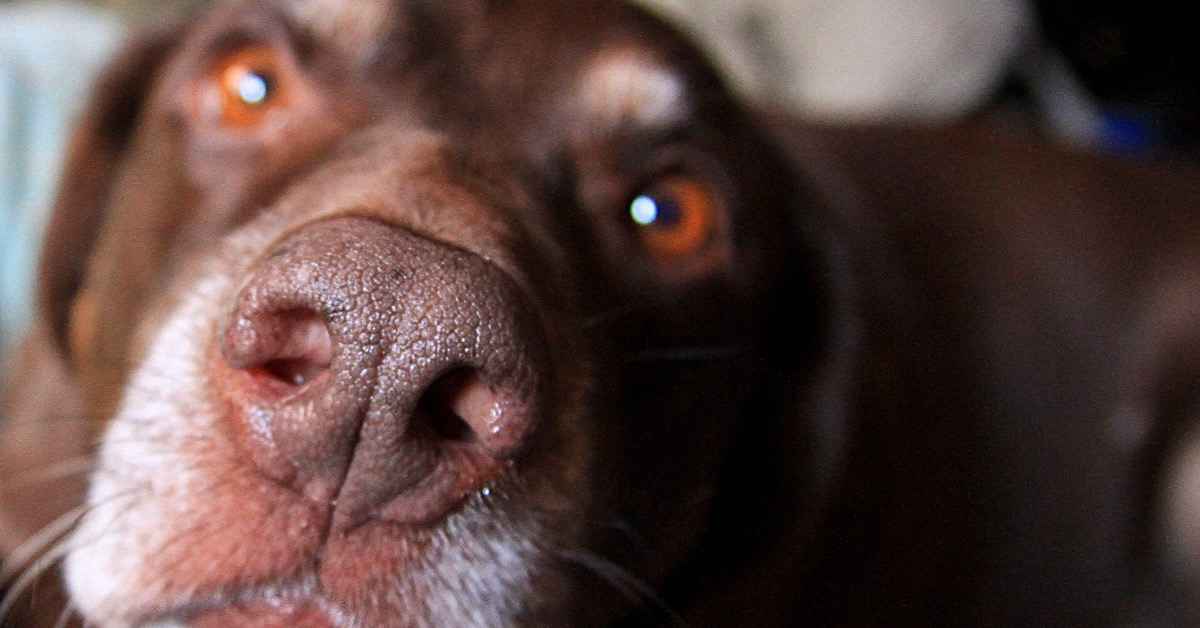 Как лечить насморк у собаки, что делать в домашних условиях