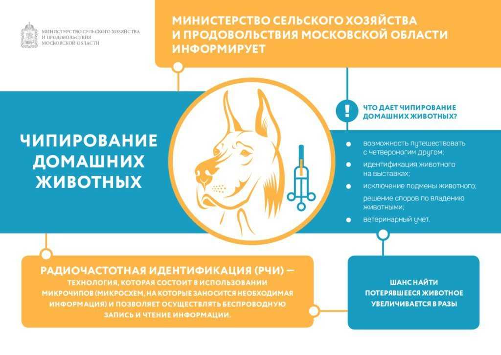 Все про чипирование собаки: причины проведения и описание процесса