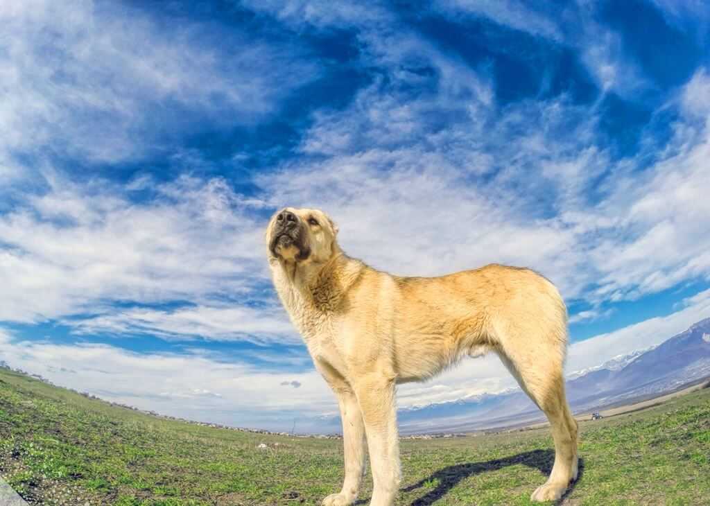 Гампр - армянский волкодав собака. описание, особенности, уход и цена гампра | sobakagav.ru