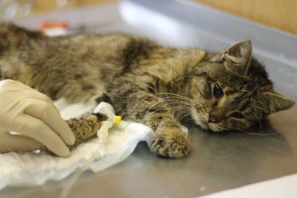 Это действительно очень опасное вирусное заболевание, поэтому каждому стоит знать симптомы и лечение чумки у кошек в домашних условиях.