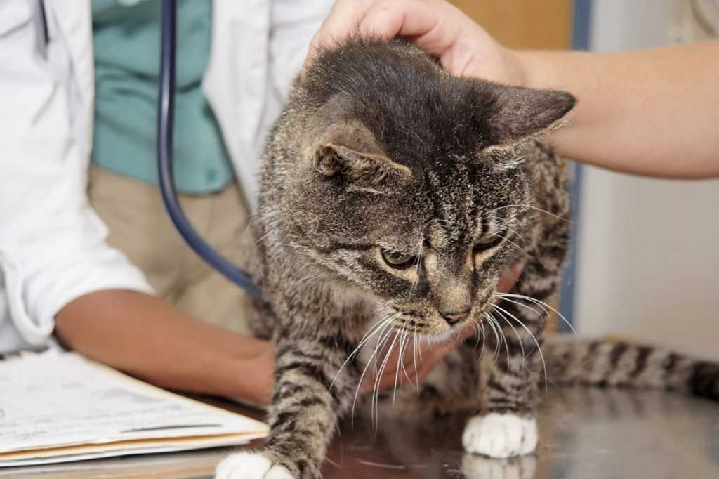 Лечение мочекаменной болезни у котов и кошек