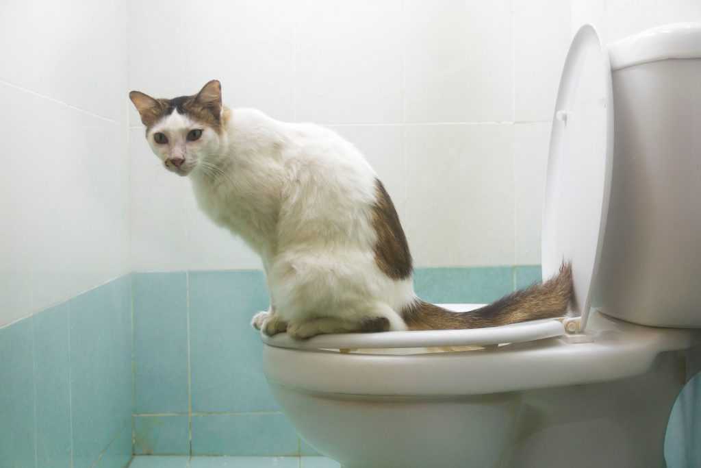 Понос у котенка - что делать и как лечить диарею у котенка в домашних условиях