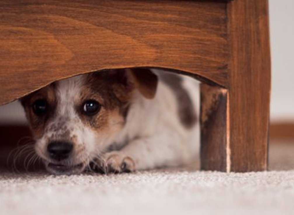Шумовые фобии у собак. руководство по поведенческой  медицине собак и кошек