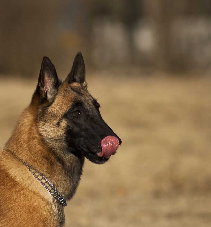 Характеристика собак породы бельгийская овчарка с отзывами и фото