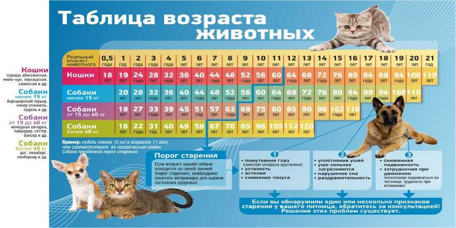 Продолжительность жизни сиамских кошек