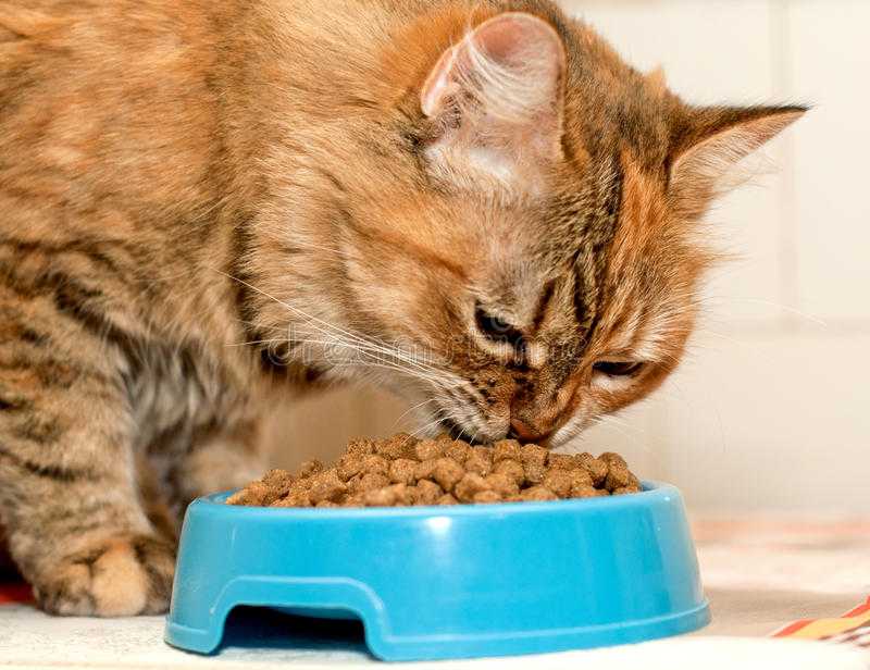 Как правильно ухаживать и кормить кошку после родов - petstory