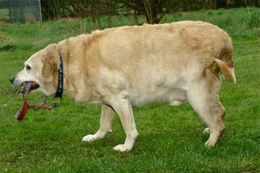 Ожирение у собак: симптомы, лечение, последствия без вмешательства, диета и корм