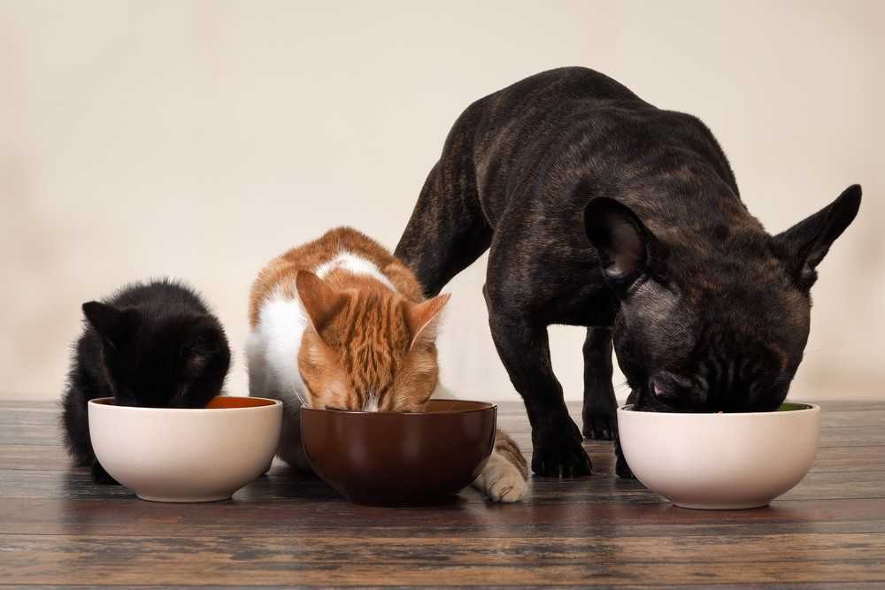 Кошка ест собачий корм: вредно ли это, можно кошкам собачий корм?