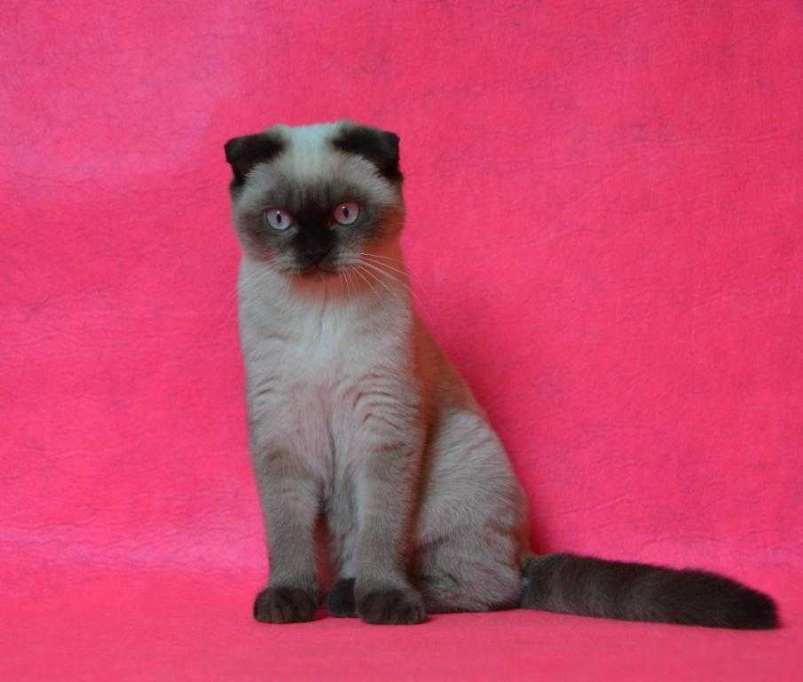 Сиамская длинношерстная кошка - описание породы, фото