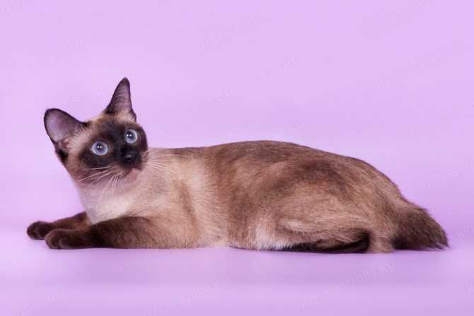 Тайская кошка: история породы, характер, уход
